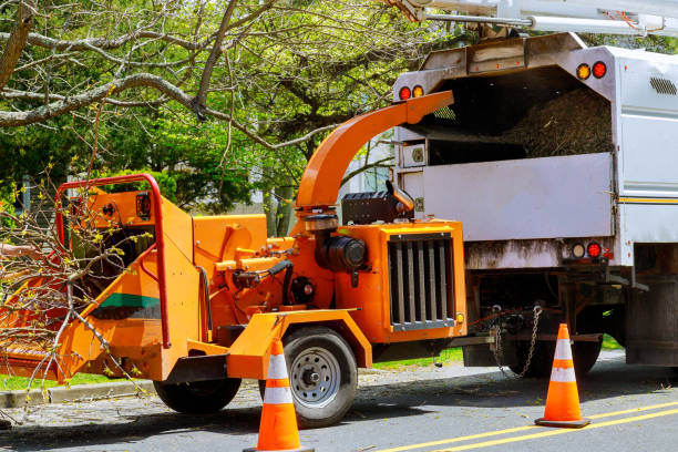 San Dimas, CA Tree Removal and Landscaping Services Company